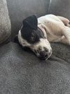 Nash