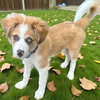 Shilo