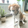 Shilo