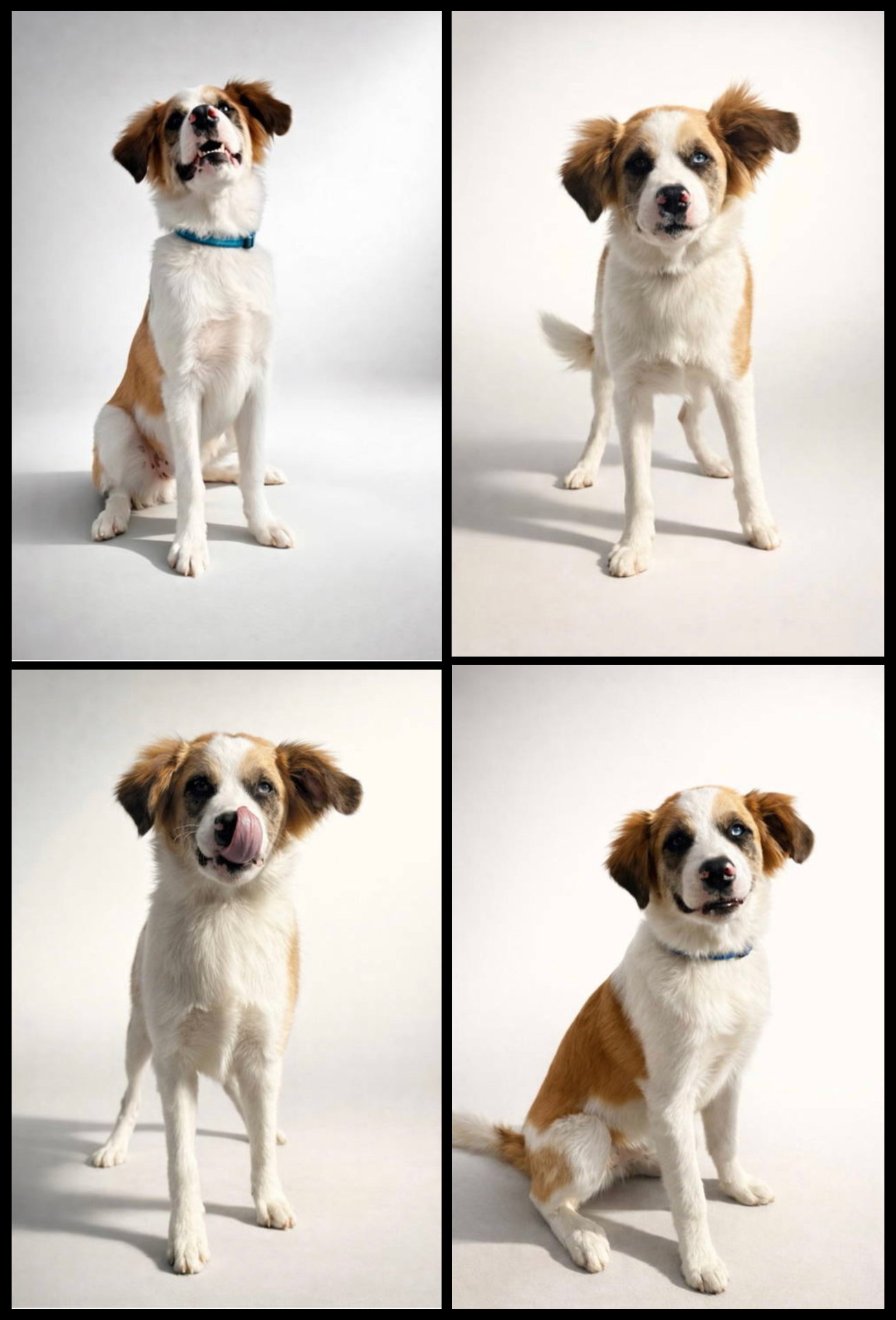 Shilo Image