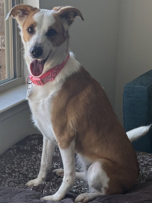 Sophie
