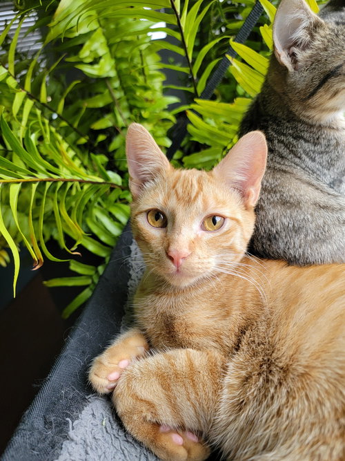 picture of the cat needing adoption