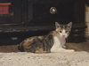 Rosalie