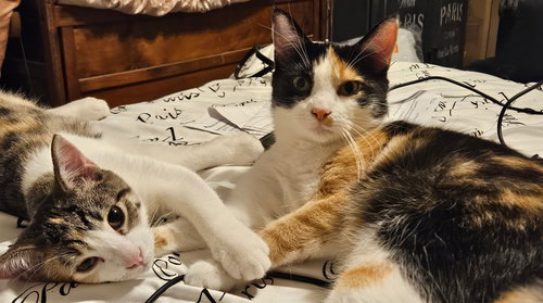 picture of the cat needing adoption