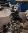 Snickers