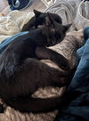 Stella