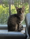 Lizzie