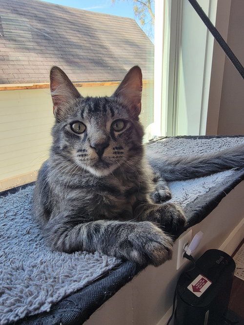 picture of the cat needing adoption