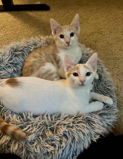 picture of the cat needing adoption