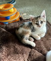 Starla