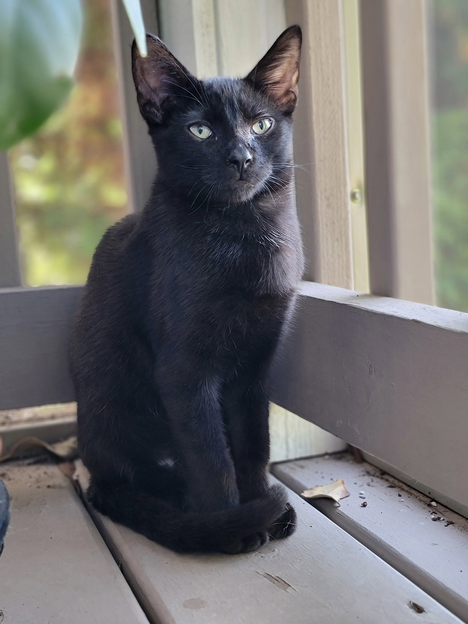 Poe Image