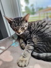 Felix