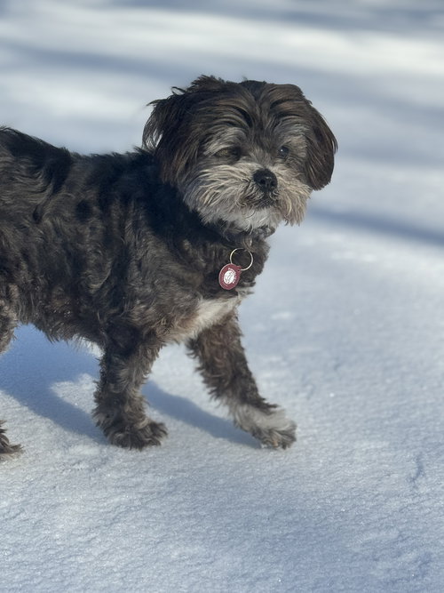 Kiba (M)