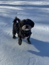 Kiba (M)