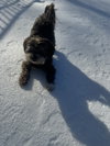 Kiba (M)