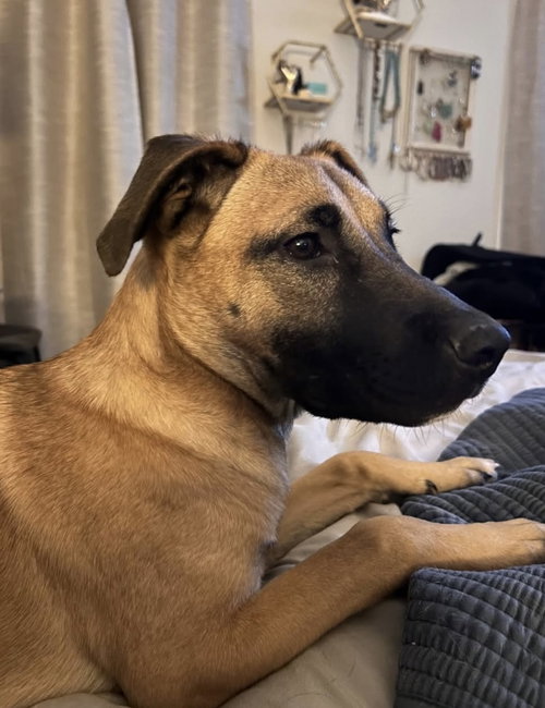 picture of the dog needing adoption