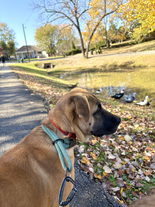 picture of the dog needing adoption