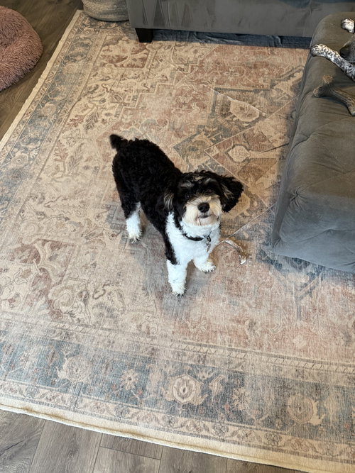 Domino