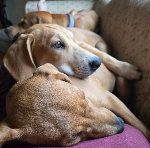 picture of the dog needing adoption