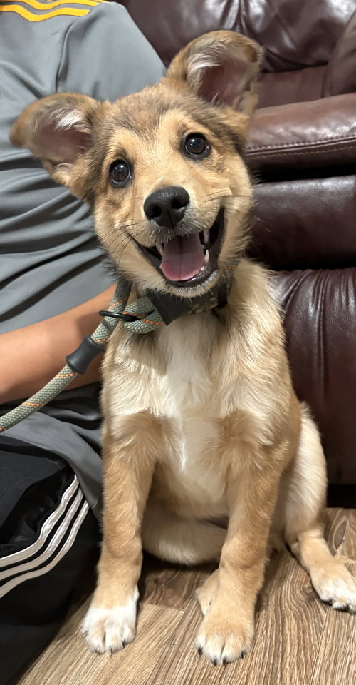Loki Bear