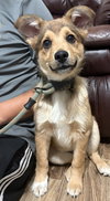 Loki Bear