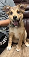 Loki Bear