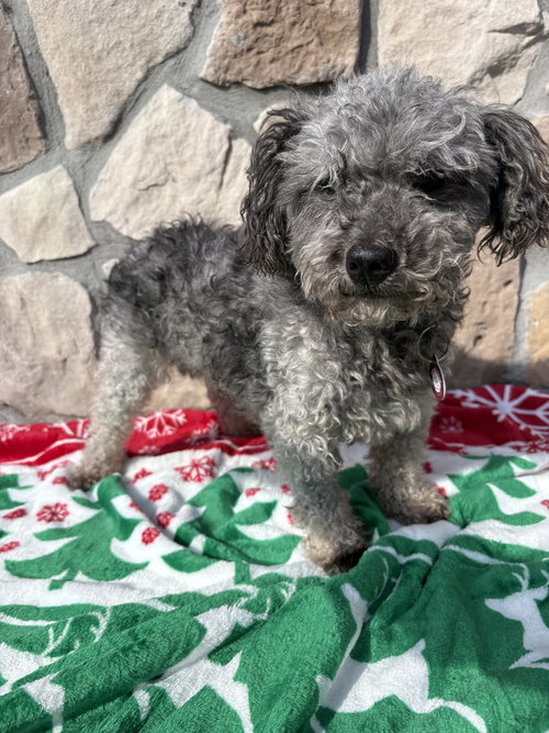 picture of the dog needing adoption