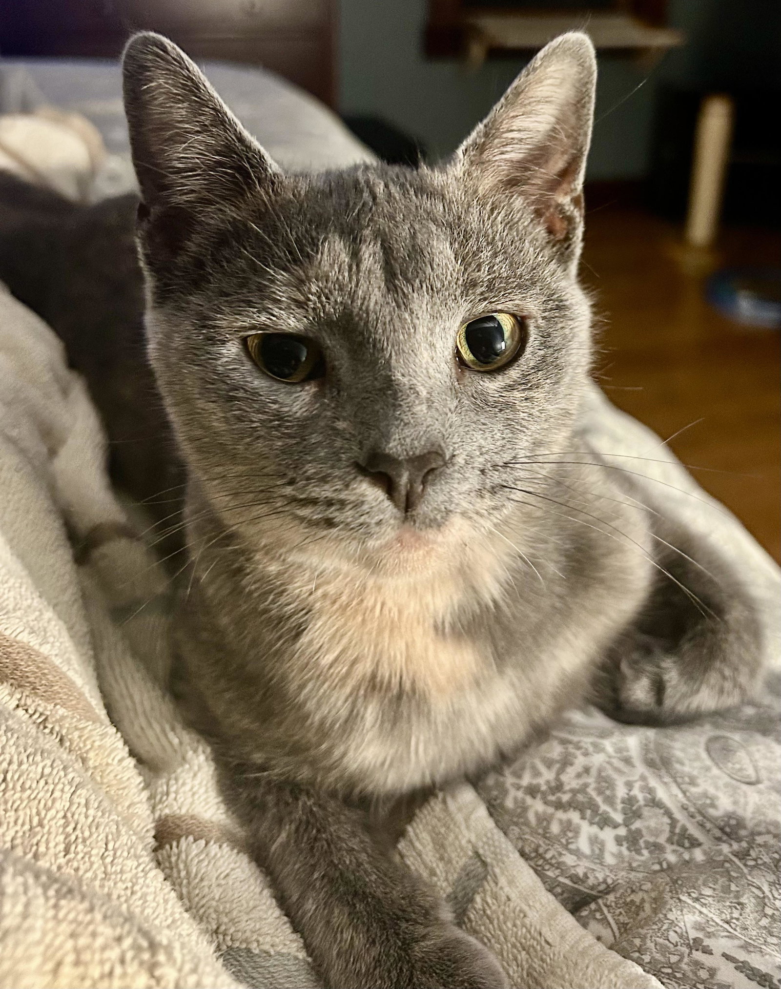 Peaches Image