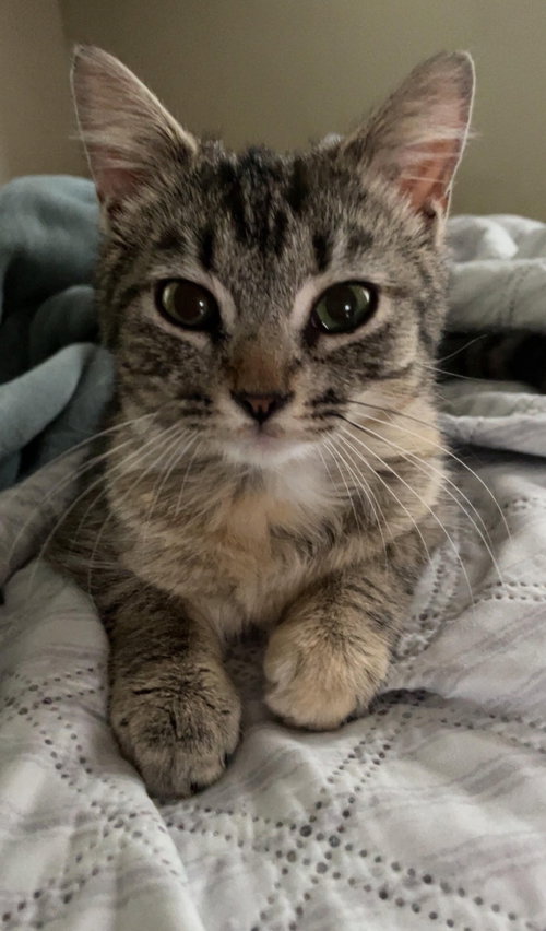 picture of the cat needing adoption