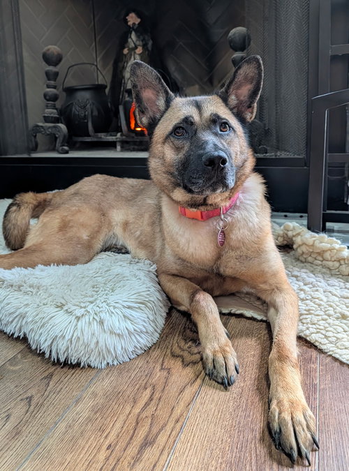 Heidi Joe