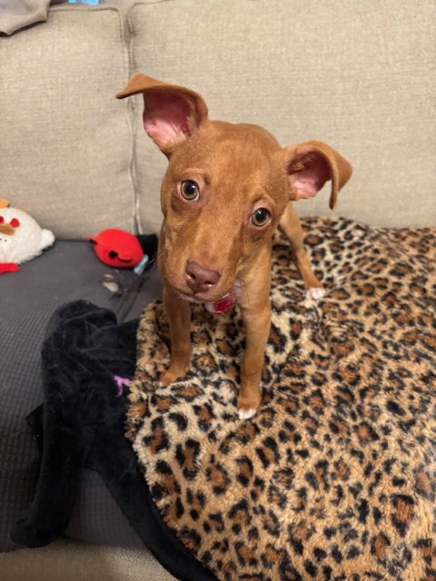 Dobby