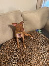 Dobby