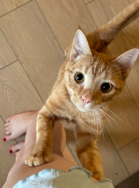 Biscuit