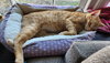 Biscuit