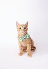 Biscuit