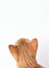 Biscuit