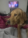 Sadie Lou