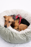 Sadie Lou - Photo 5