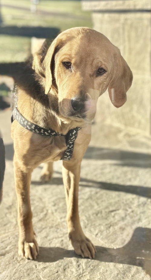 Sadie Lou