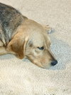 Sadie Lou - Photo 3