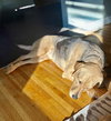 Sadie Lou - Photo 4