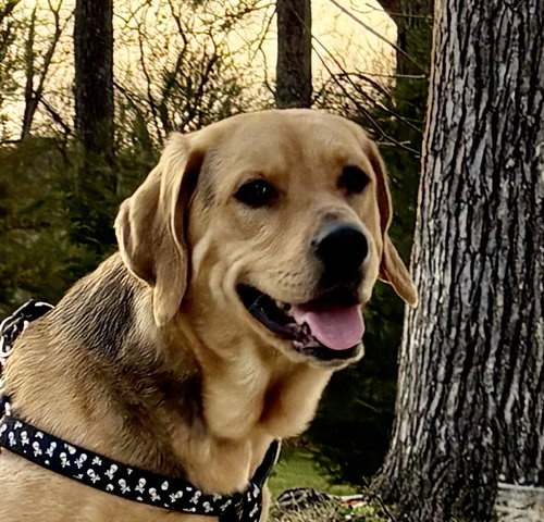 Sadie Lou