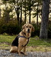 Sadie Lou