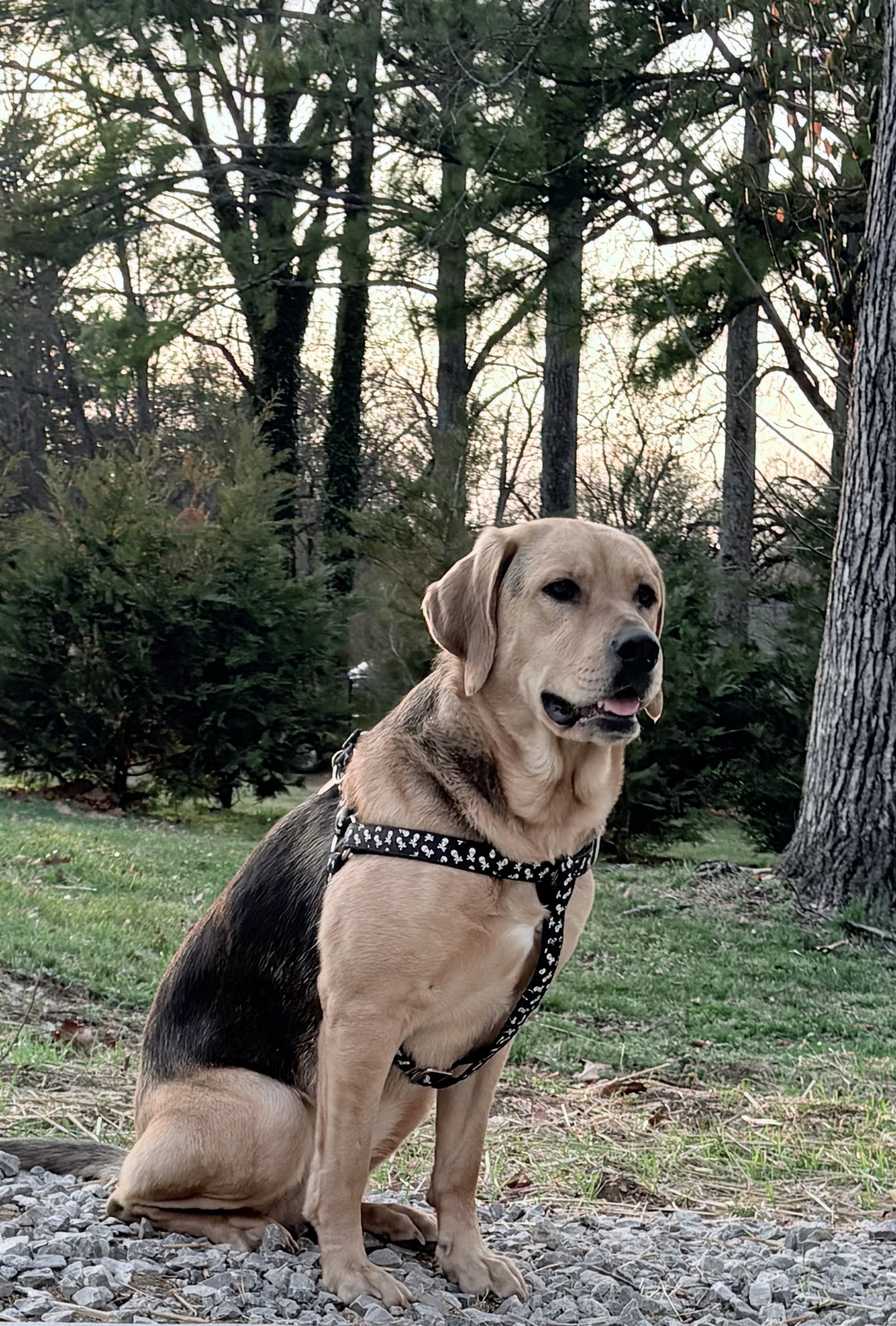 Labrador Retriever