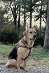 Sadie Lou