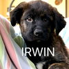 Irwin