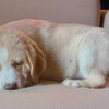 Pippa