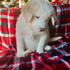 Tucker