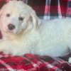 Tucker
