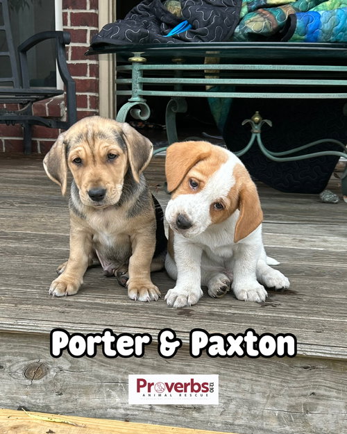 Porter